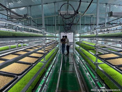 水培牧草 開啟高效、營養、健康的畜牧業優質飼料新時代